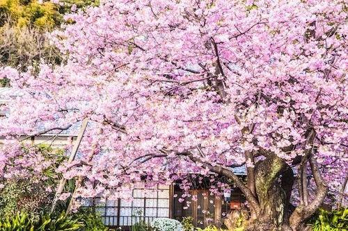 樱花最新爆料更新视频,揭秘视频背后的惊人真相！  第2张